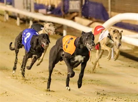 what is greyhound racing